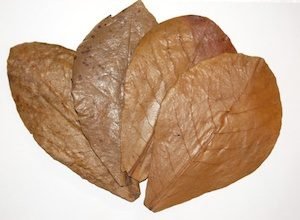Four brown Almond leaves which can be used to lower pH levels in your aquarium