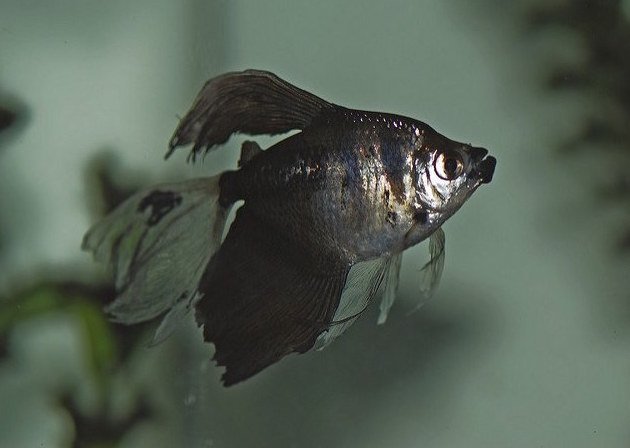 Best freshwater fish for beginners Black Skirt Tetra swimming against glass background