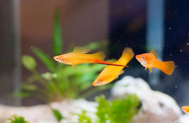 Best freshwater fish for beginners bright orange Swordtails swimming against aquarium background with green plants. Soft focus