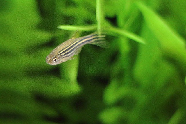 Best freshwater fish for beginners Zebra Danios with distinctive horizontal zebra stripes swimming against soft green plants background. Soft focus