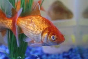Gold fish suffering from cloudy eye disease