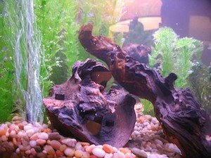 Driftwood being used in a planted aquarium to lower the pH levels