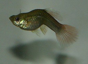 Fish suffering from fish tuberculosis and showing symptoms including a curved spine