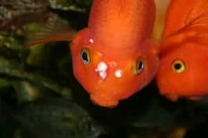 Orange fish suffering from Hole-in-the-head disease