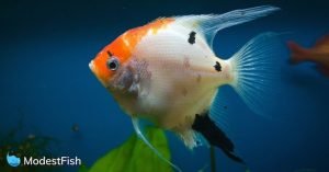 Close up of white and orange fish swimming in an aquarium with plant in the background