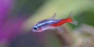A Neon Tetra fish suffering from Neon Tetra disease