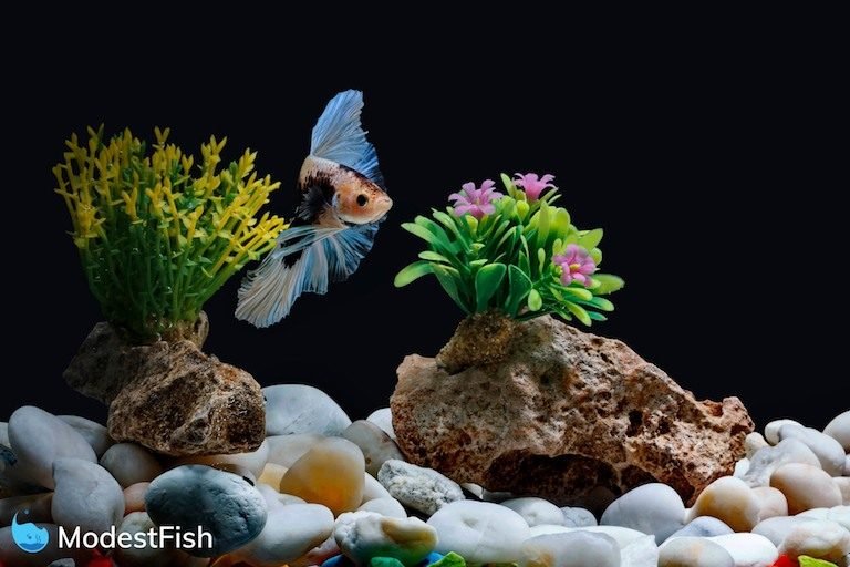A betta fish, Siamese fish swimming in a fish tank decorated with pebbles and trees with a Black background