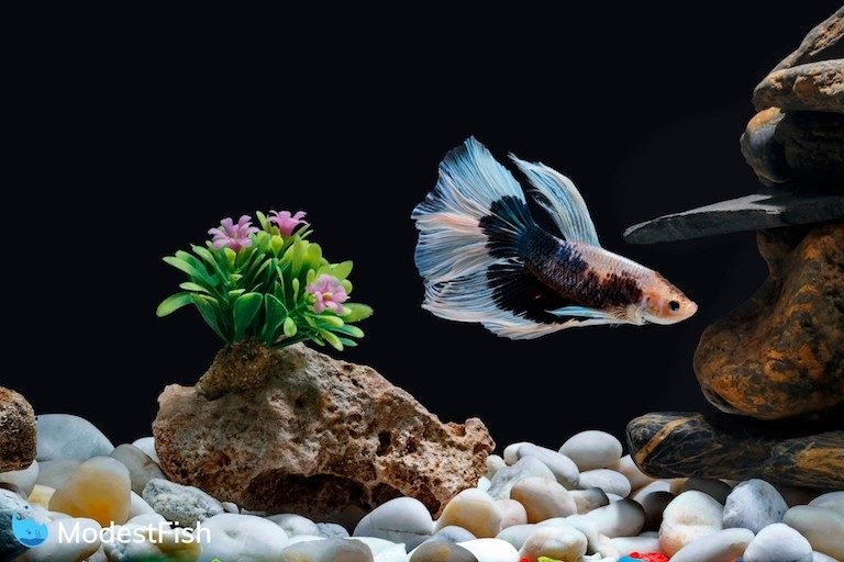 A betta fish swimming in a fish tank with pebbles and trees with a Black background