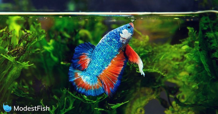 How To Set Up a Betta Fish Tank: Step by Step Guide