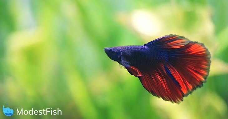 Best Substrate For Bettas: Here's What You Need To Know