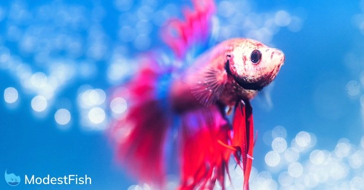 How To Breed Betta Fish: Expert Step By Step Guide