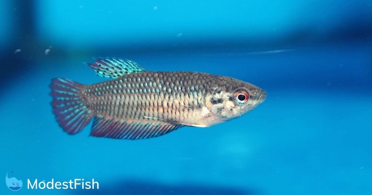 Female betta fish swimming in her aquarium
