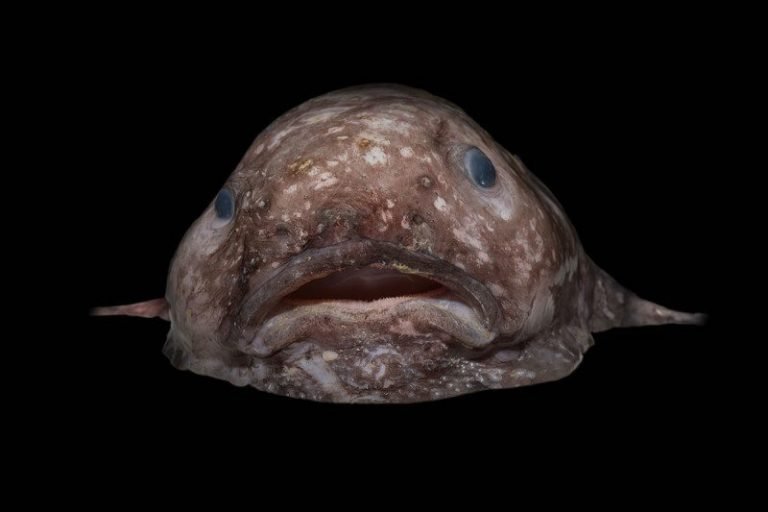 blob fish discovered in the deep sea