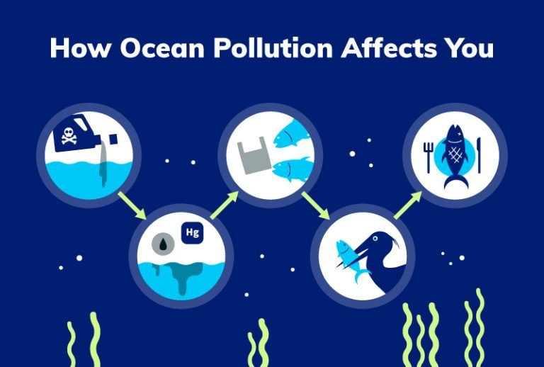 The transfer of ocean pollution from animals to humans