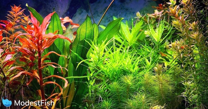 Multi-colored aquarium plants