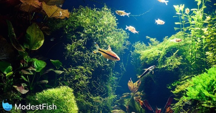 lichtstraal die door een beplant aquarium schijnt