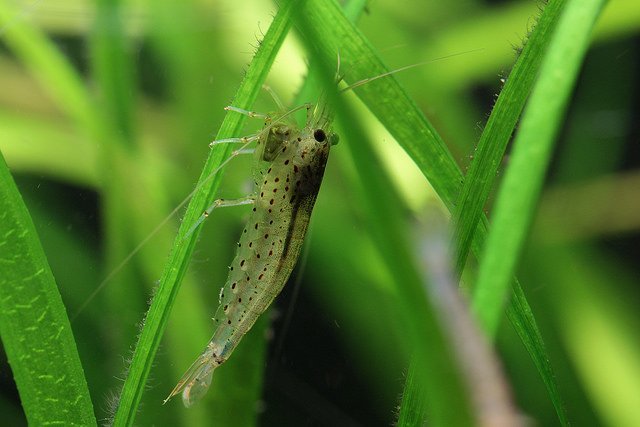 Amano shrimp resting on green leaf in freshwater planted tank