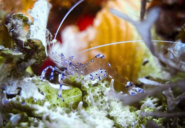 Ghost shrimp resting on rock in aquarium