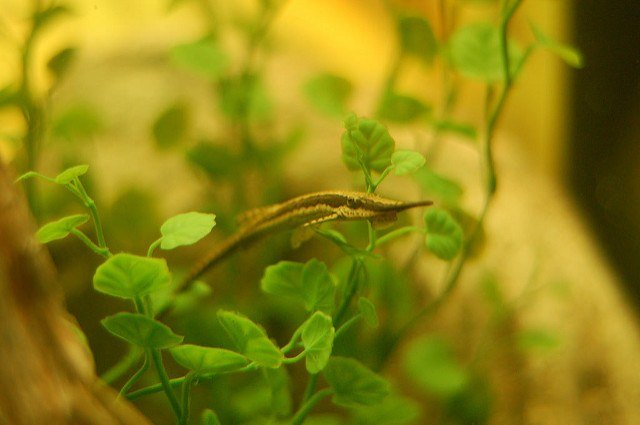 Twig catfish relaxing on a leaf in a planted freshwater aquarium