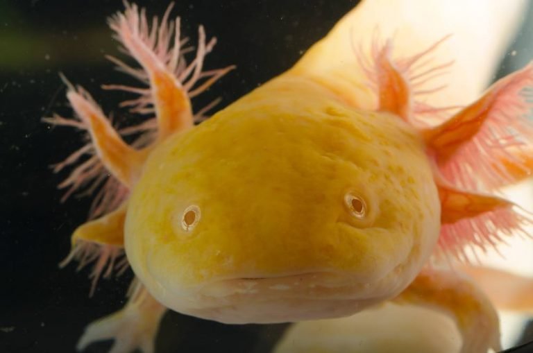close up of orange axolotl