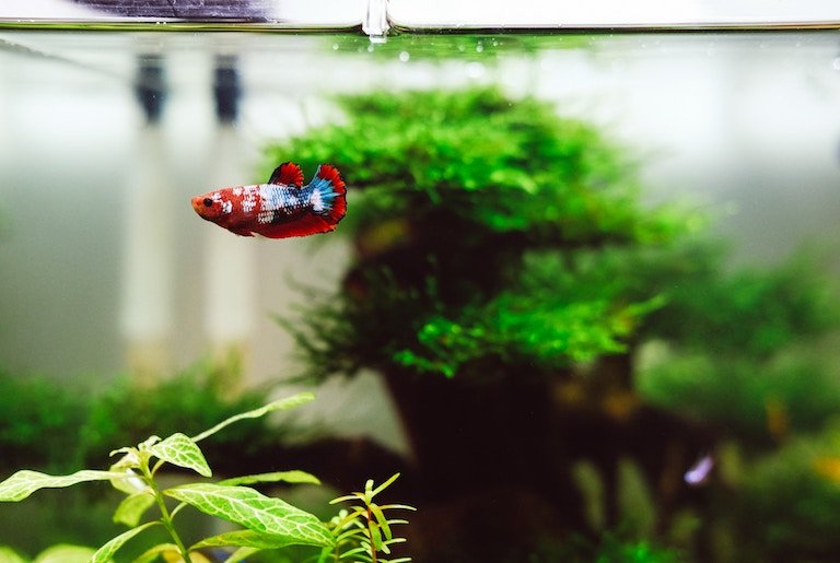 Red and blue marbled betta fish swimming near the surface of its aquarium
