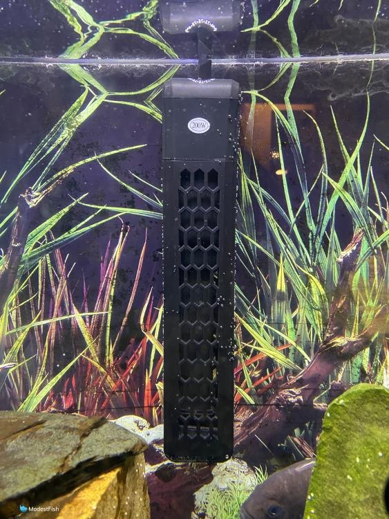 HITOP aquarium heater in fish tank