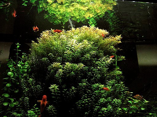Rotala Indica plant in aquarium