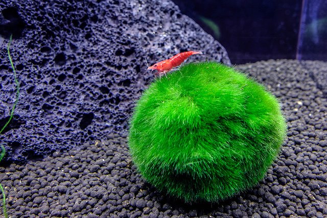 Shrimp on marimo moss ball