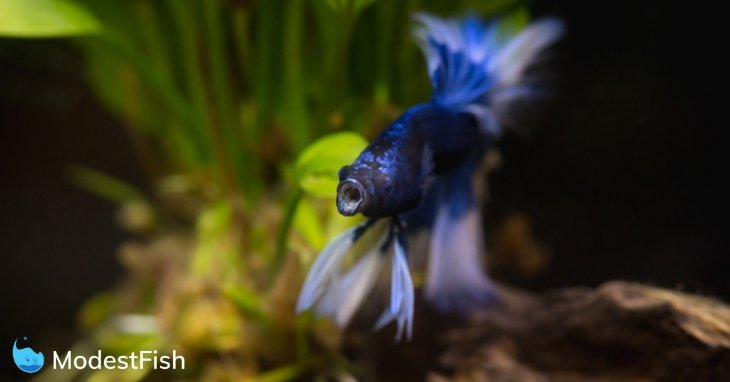 Blue betta fish swimming in planted tank