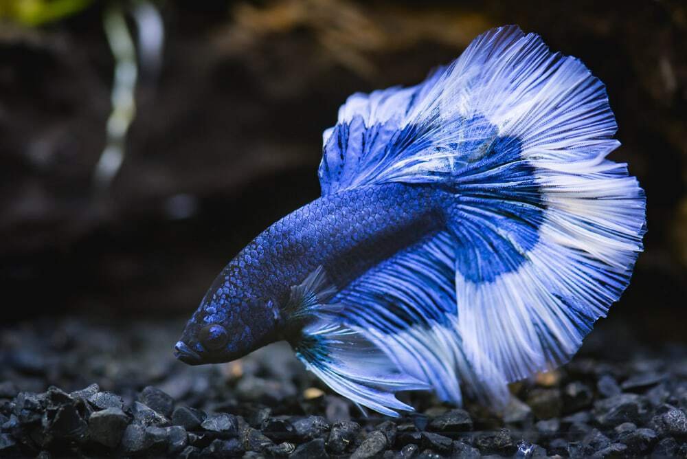 Close up of blue half moon Siamese fighting fish in a fish tank