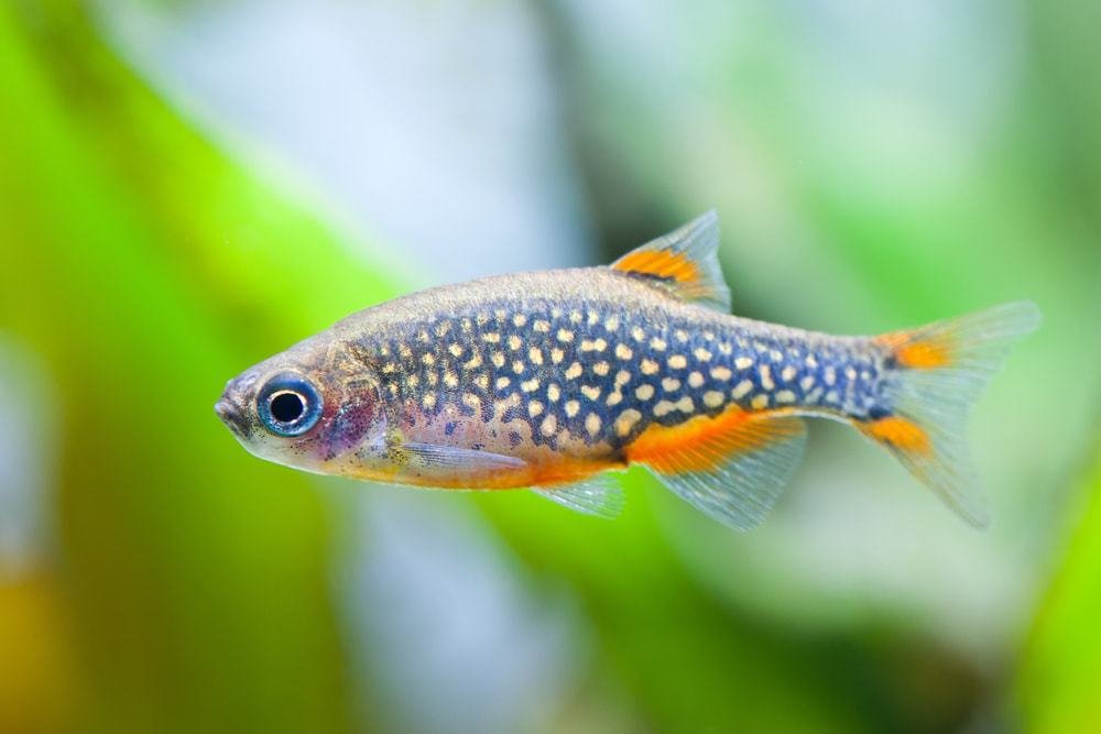 Close up of Celestial Pearl Danio in planted tank