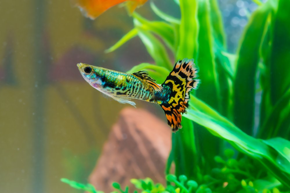Multi-colored fancy guppy in planted aquarium (close up)