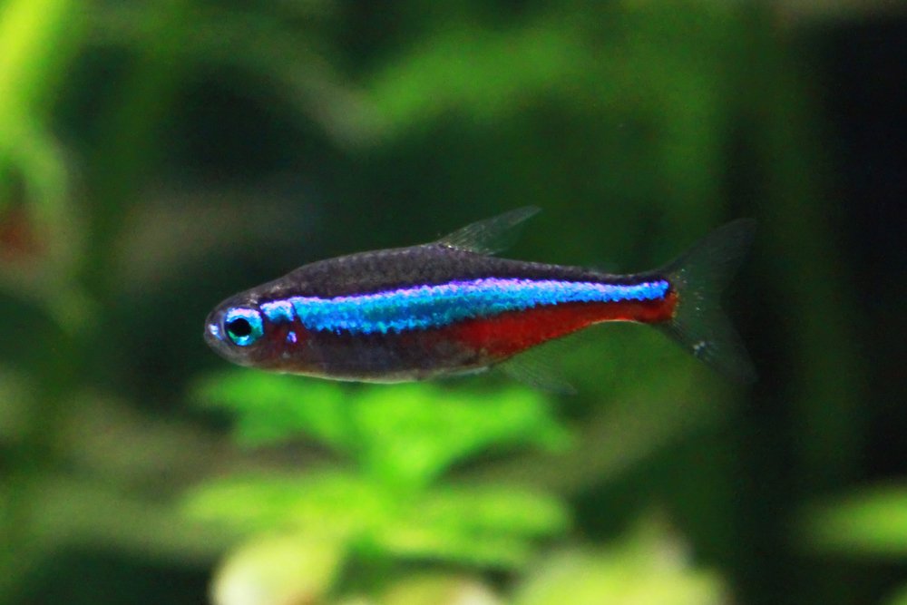 Blue neon- tetra, freshwater fish in aquarium