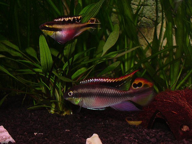 Three rainbow kribensis swimming in planted aquarium