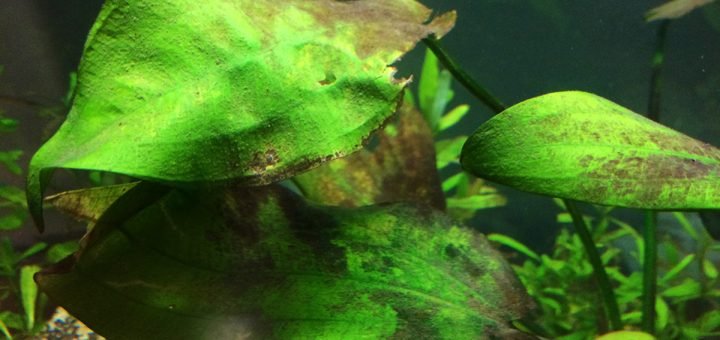 Brown Algae (Diatoms) in Aquarium: How to Identify, Remove, & Prevent