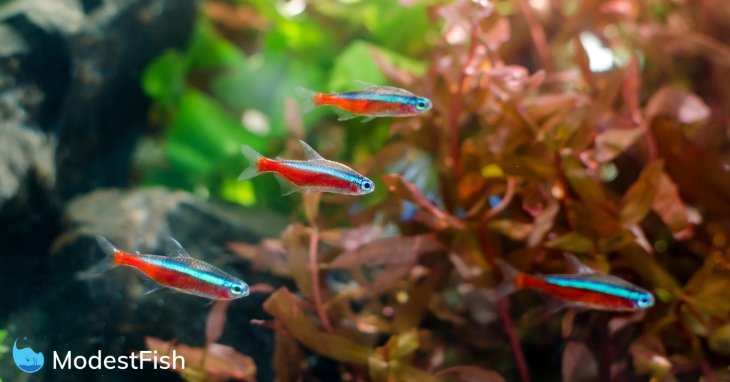 Neon Tetra Care: Complete Guide For Beginners 2022