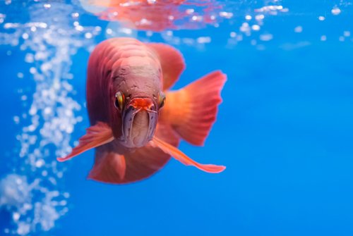 Asian arowana red fish,dragon fish