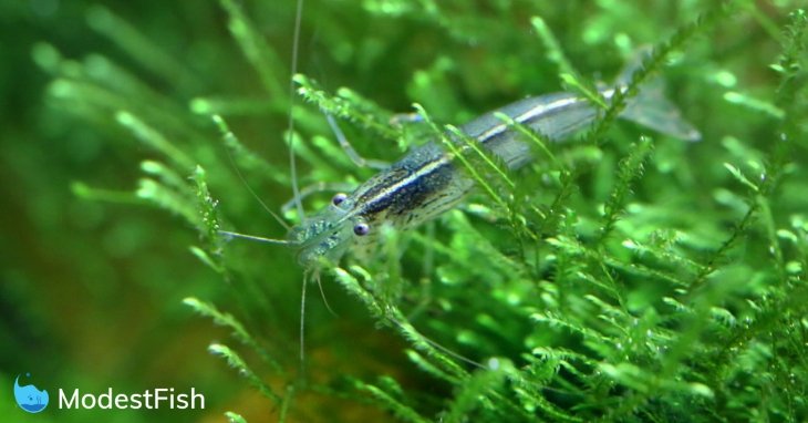 Shrimp on java moss