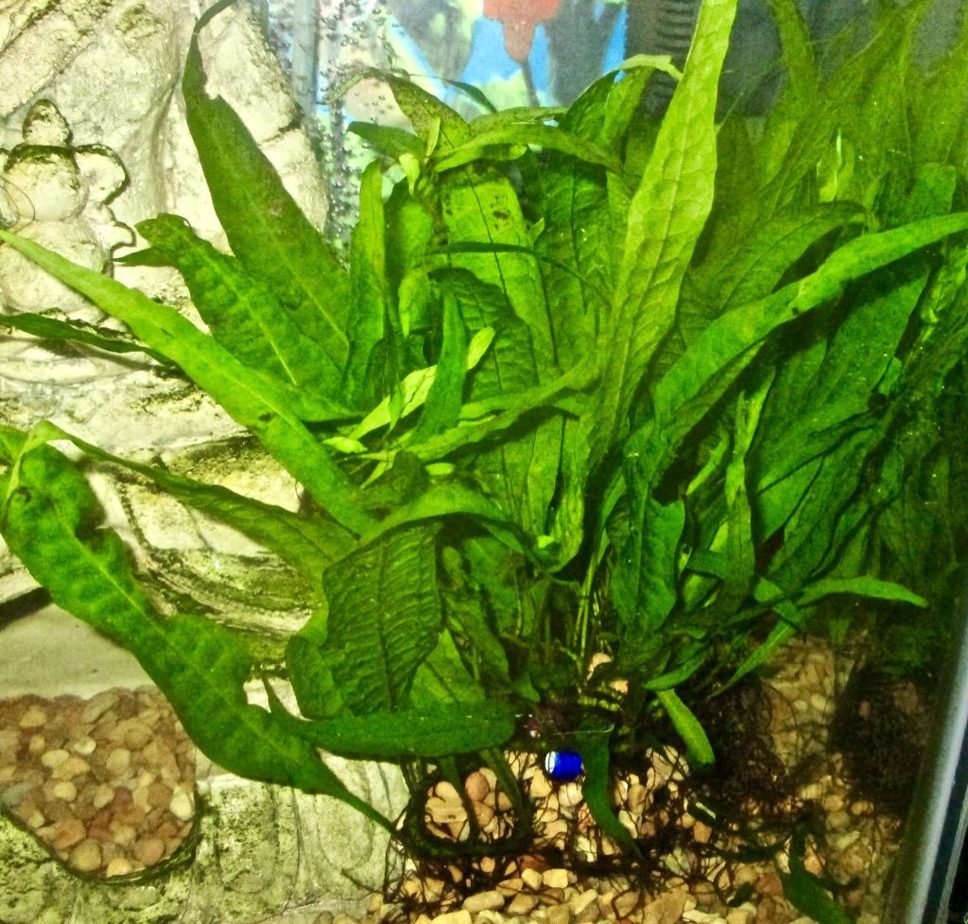 Large amounts of java fern in aquarium