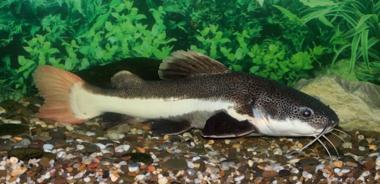 Redtail catfish on substrate in aquarium