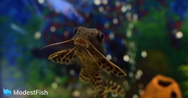 Synodontis Catfish (Synodontis nigriventris) swimming in planted tank