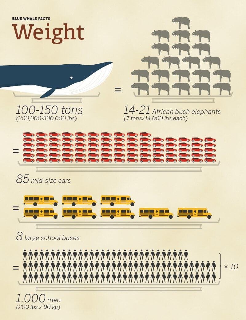 Weight of a blue whale compared to cars