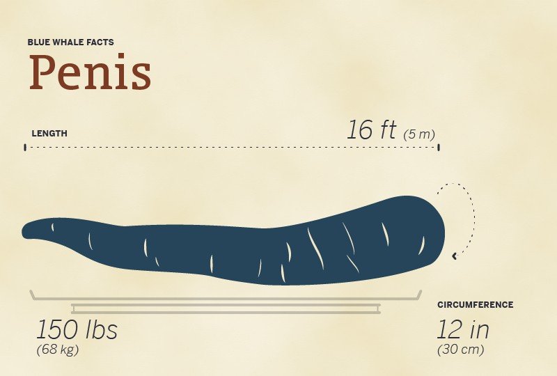 Blue whale's penis size comparison