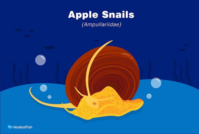 Apple snails
