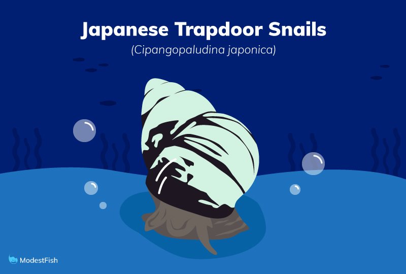 Japanese trapdoor snail
