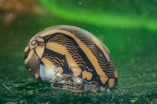 zebra nerite snail