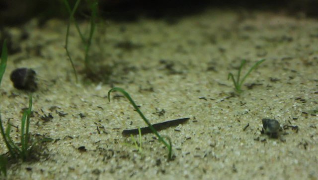 Planaria on fish tank substrate