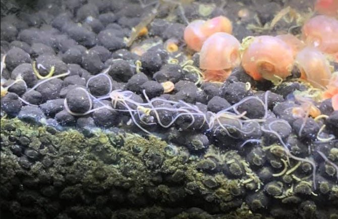 detritus worms in substrate