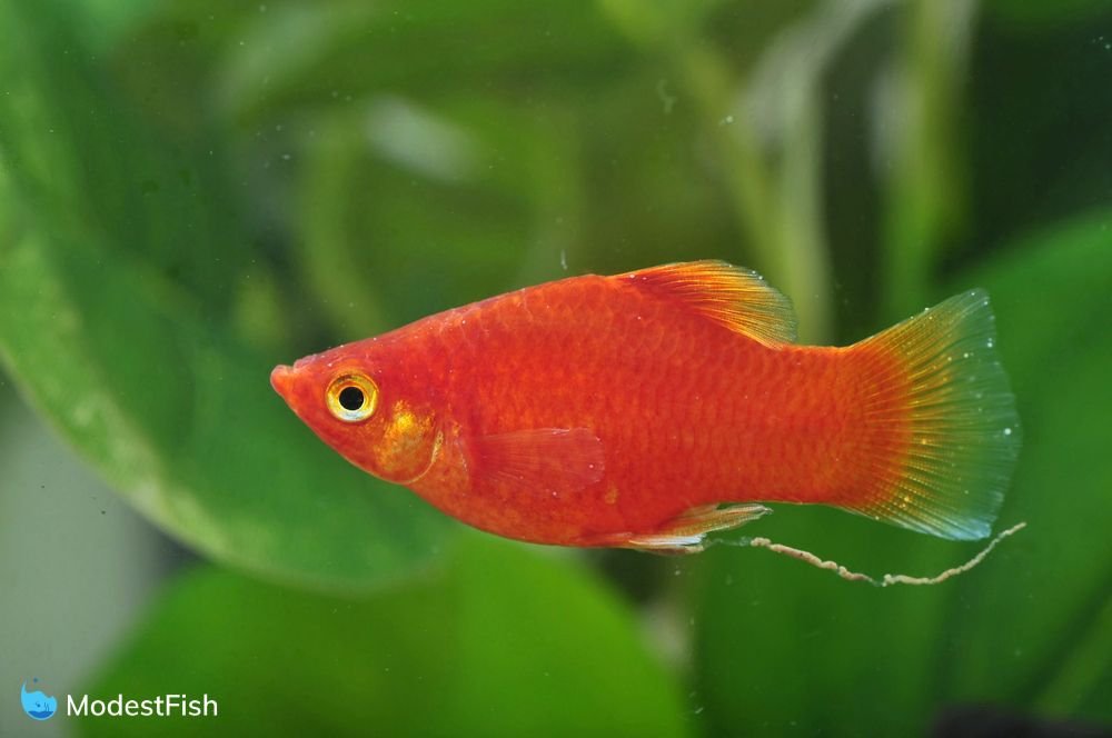 red platy fish