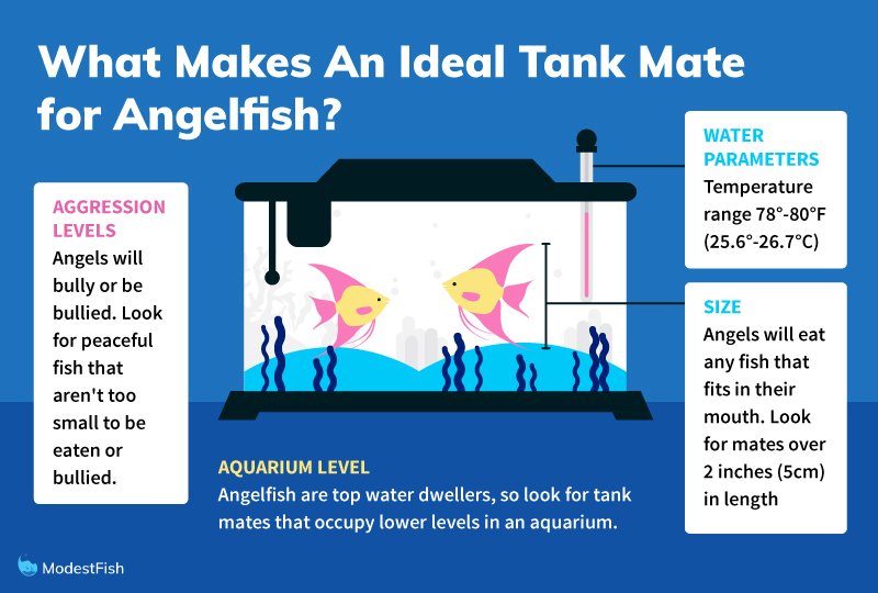 10 Best Tank Mates For Angelfish & How to Choose